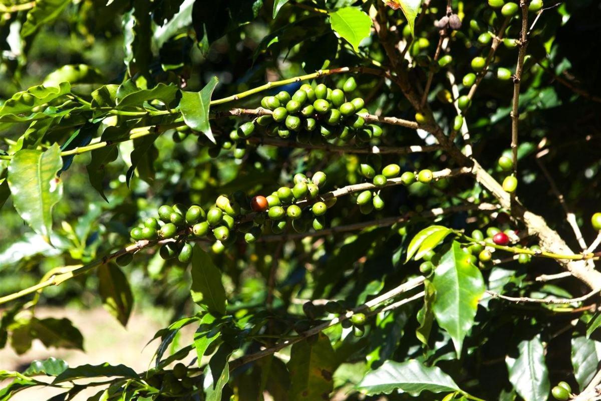 Recanto Dos Cafezais Villa Bueno Brandão Eksteriør bilde